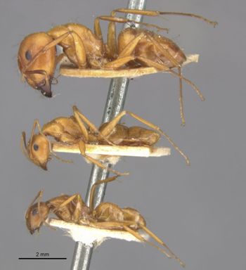 Media type: image;   Entomology 21539 Aspect: habitus lateral view